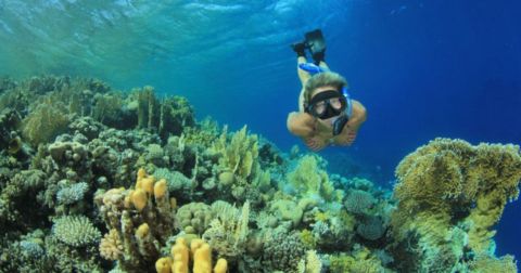 Marsa Alam: Snorkelling with Sea Turtles Marsa Mubarak