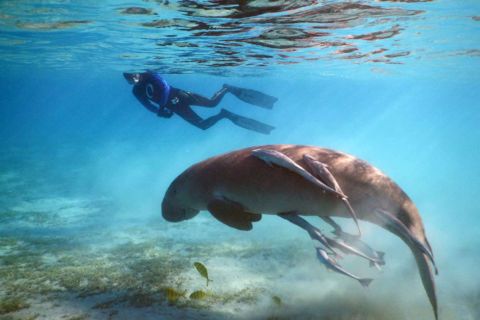 Marsa Alam: Marsa Mubarak Sea Cow & Turtles Snorkeling