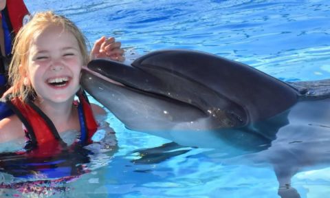 Sharm El Sheikh: Dolphin Show with Transfer