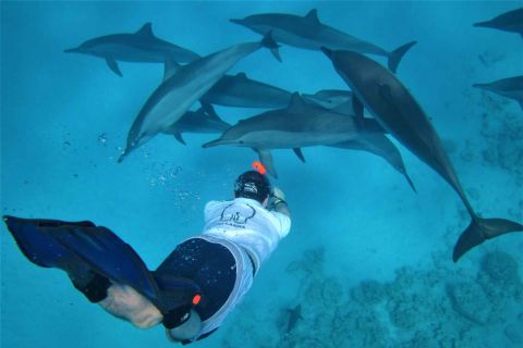 Sharm: Swimming with dolphins