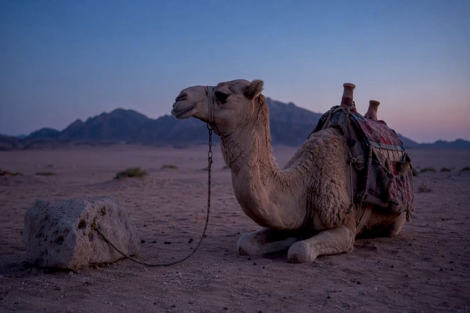 Resting camel in Marsa Alam desert