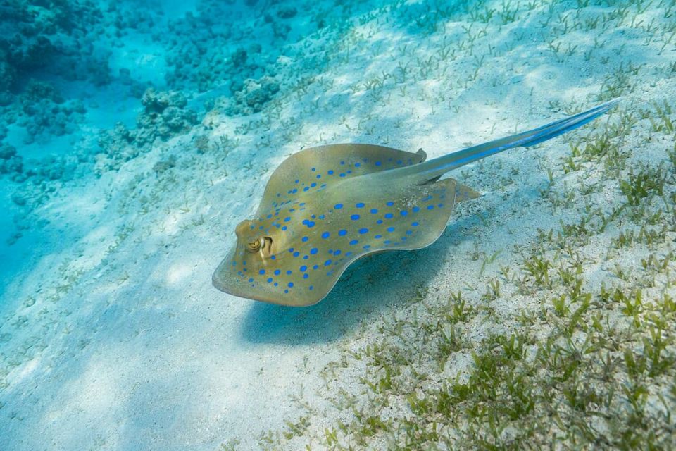Blue-spotted stingray over Abu Dabbab sand