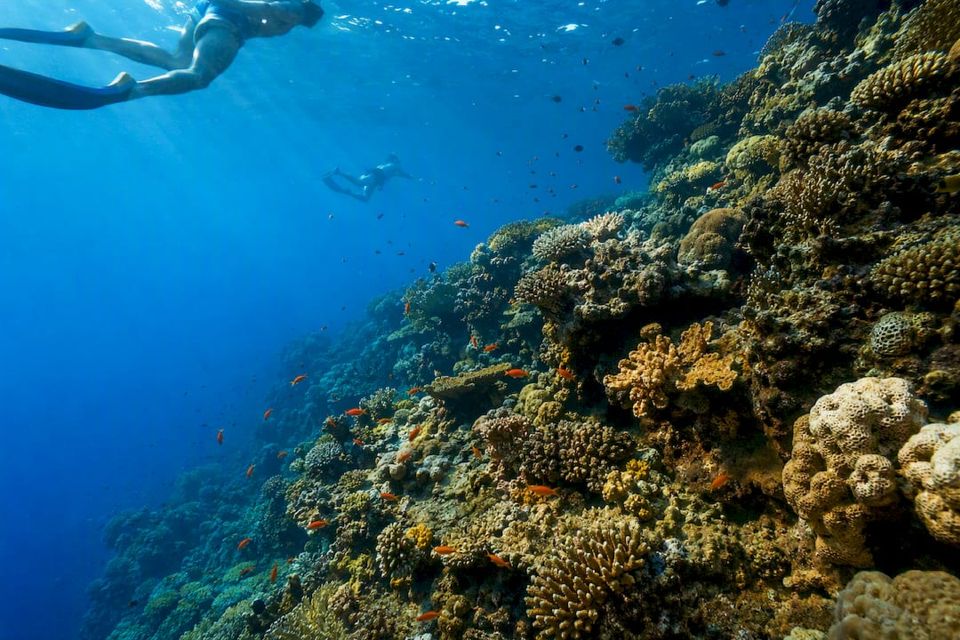 Snorkelers above Napoleon Reef coral